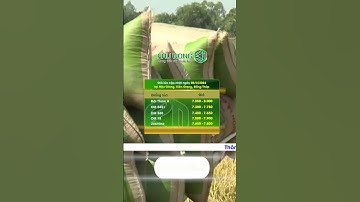 Giá lúa gạo hôm nay 05/3/2024 | Thị trường lúa tươi khởi sắc | Phú Nông