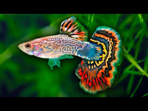 How to Care for Fancy Guppy Fish. Poecilia reticulata Million Fish. How to set up a guppy tank.