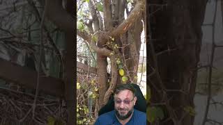 Comportamento defensivo da Cobra bicuda em Pernambuco #biologohenrique #Oxybelisaeneus #biologo