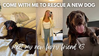 VLOG | meet my new puppy, realities of rescuing a dog &amp; wine date night