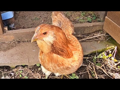 ニワトリの病気 病気？】うちのメス鶏の様子がおかしいんですが…【ニワトリ飼育】151話