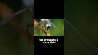 The deadliest predator on Earth has 30,000 eyes #InsectFacts #naturefacts #wildlife #insects