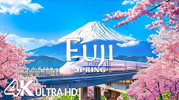 Spring Fuji 4K, Japan - Strolling Under Sakura with Majestic Mount Fuji in View