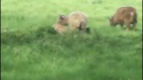 Jacob Sheep. Rare Breed. Sevenhampton Wiltshire England.