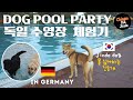 Our jindo dog goes to a swimming poolwatch how dogs pool party chinguthejindo dogswimming