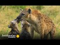 Hyena Social Behavior and Play