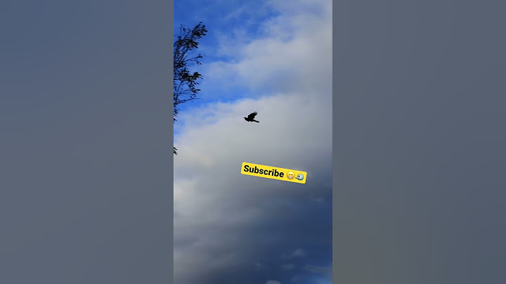 Australian Magpie FLYING! If you've never seen it before - Watch Now!
