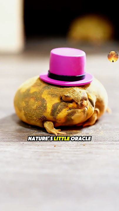 Meet Nature’s Little Oracle! 🐸🌧️🔮