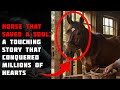 Lonely Widow Frightened Horse AMAZING Transformation That Will Change Your Heart Forever 