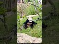 that's why pandas so funny.