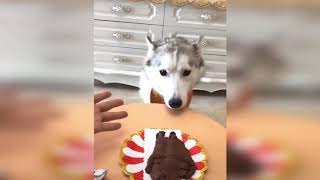 Dog Reaction to Cutting Cake   Funny Dog Cake Reaction Compilation   Pets House