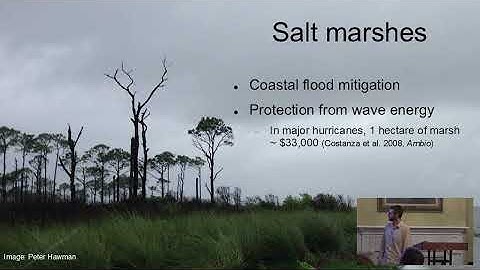 The Rising Tide Does Not Lift all Boats: Resilience and Vulnerability of Coastal Ecosystems