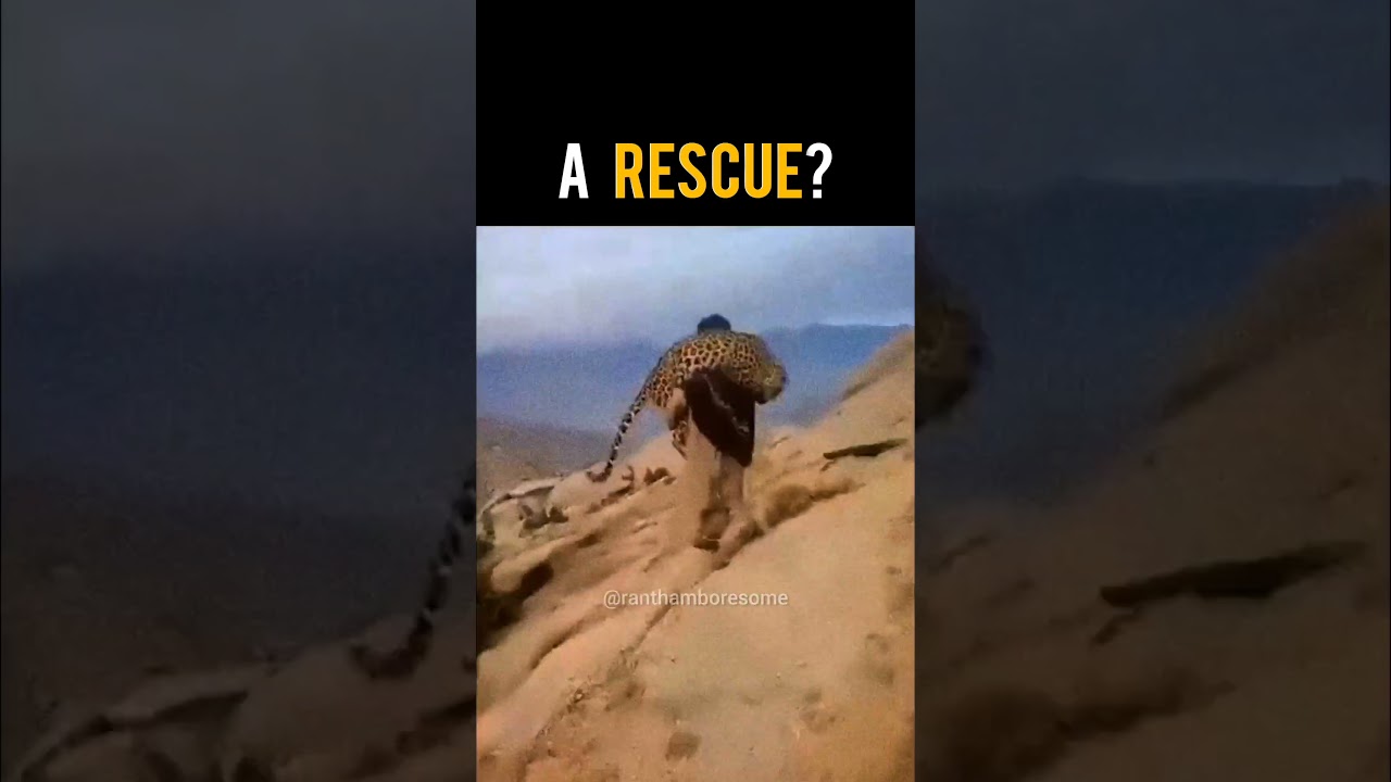 Leopard Rescued 