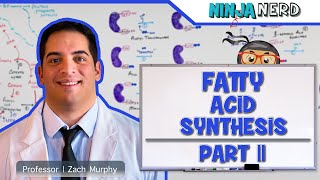 Metabolism | Fatty Acid Synthesis: Part 2 (Updated)
