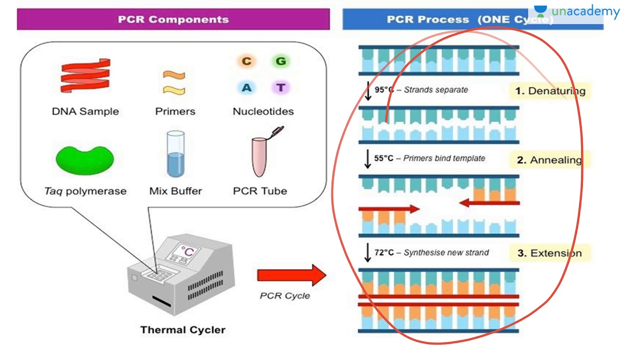 biotechnology and its applications polymerase chain polymerase chain reaction steps