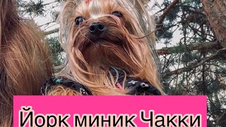 Мини Йорик -1кг. Моя третья собака! Все о Чакки,откуда он? Мини Йорик -1кг. Моя третья собака! Все о Чакки,откуда он?