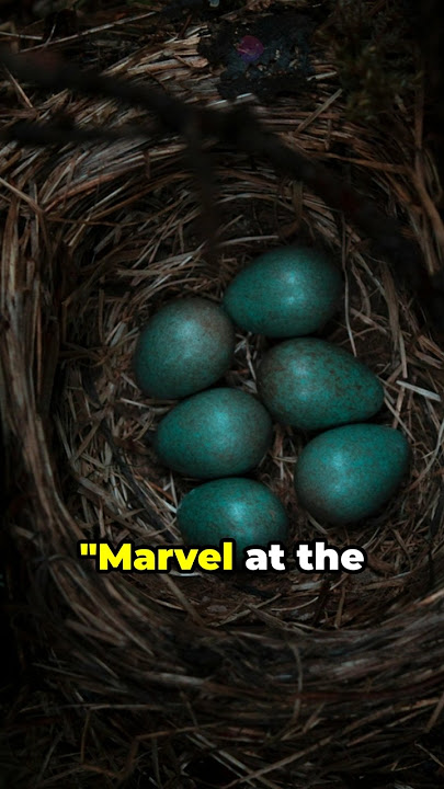 Bluebird's Extraordinary Nest: A Surprise Unveiled π¦πΏβ¨