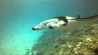 Bora Bora  Diving with Manta rays