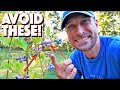 Don't Make These 7 Mistakes In The Blueberry Growing Process