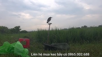 Tập 3: Cò Cói Bắt đầu di cư mạnh tại miền bắc