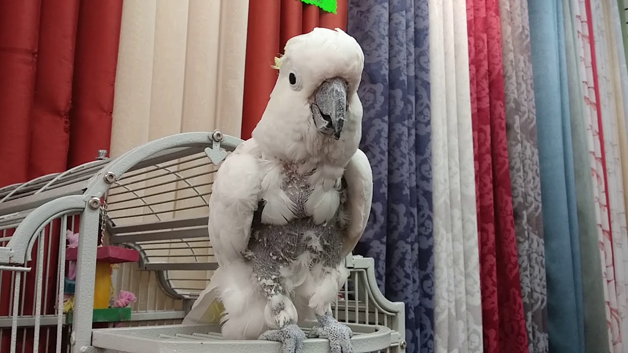 TALKING COCKATOO, VERY FUNNY YouTube