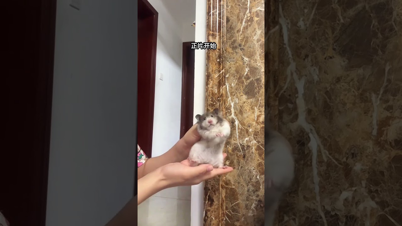 How to have a well-behaved little bear #Cute pets#Golden Thread Bear#The daily life of the