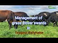 Management of grass clover swards in teagasc ballyhaise