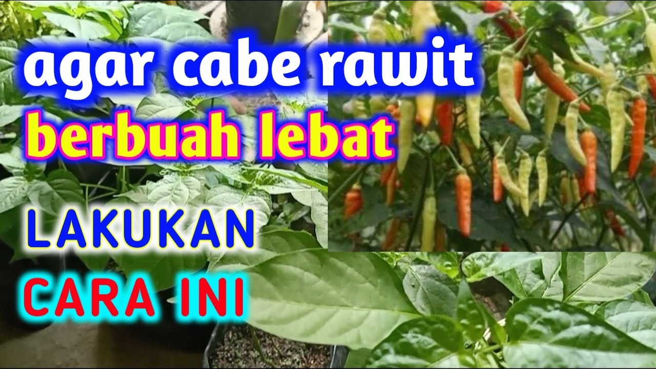 Agar Cabe Rawit Berbuah Lebat || Ini Cara Pemangkasan Yang Benar 
