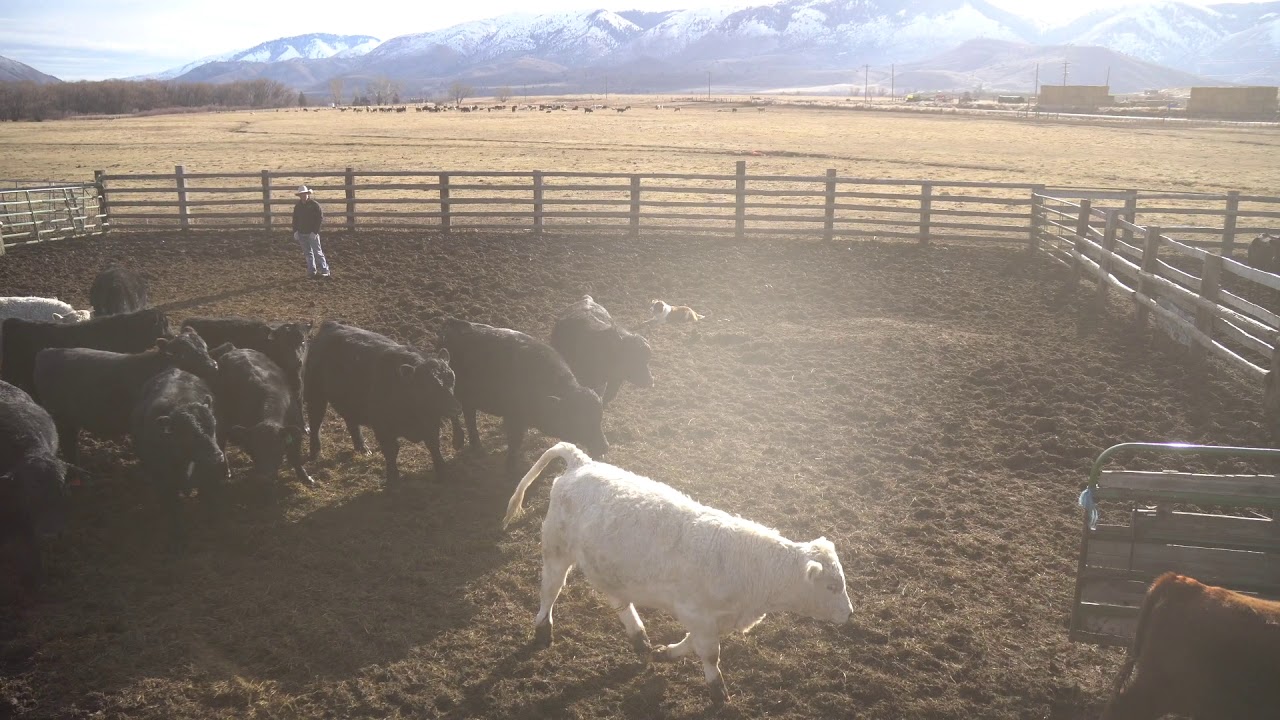 208Copper Red Bluff Bull & Gelding Sale SV Livestock YouTube