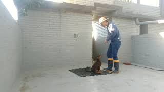 Aula 1  O início   Adestramento filhote de Dobermann