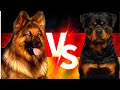 Alman Kurdu ( German Shepherd ) Vs Rottweiler ( Rotvaydır ) Köpekleri #almankurdu #rottweiler #köpek