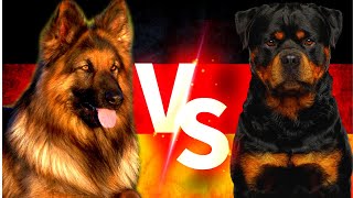 Alman Kurdu ( German Shepherd ) Vs Rottweiler ( Rotvaydır ) Köpekleri #almankurdu #rottweiler #köpek