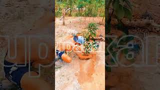 go green,.. #storywa #trending #berkebun