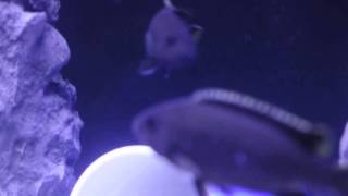 Pseudotropheus Acei Itungi