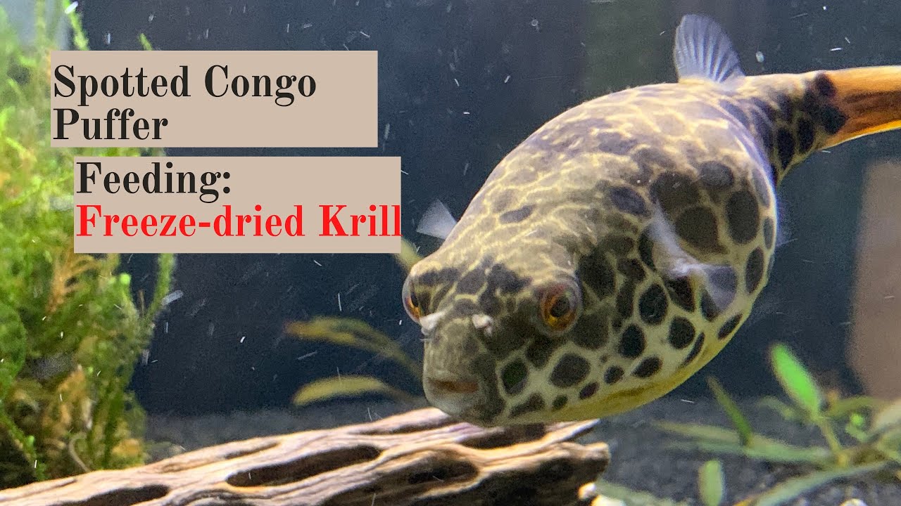 Spotted Congo Puffer: Unboxing & Quarantine - YouTube
