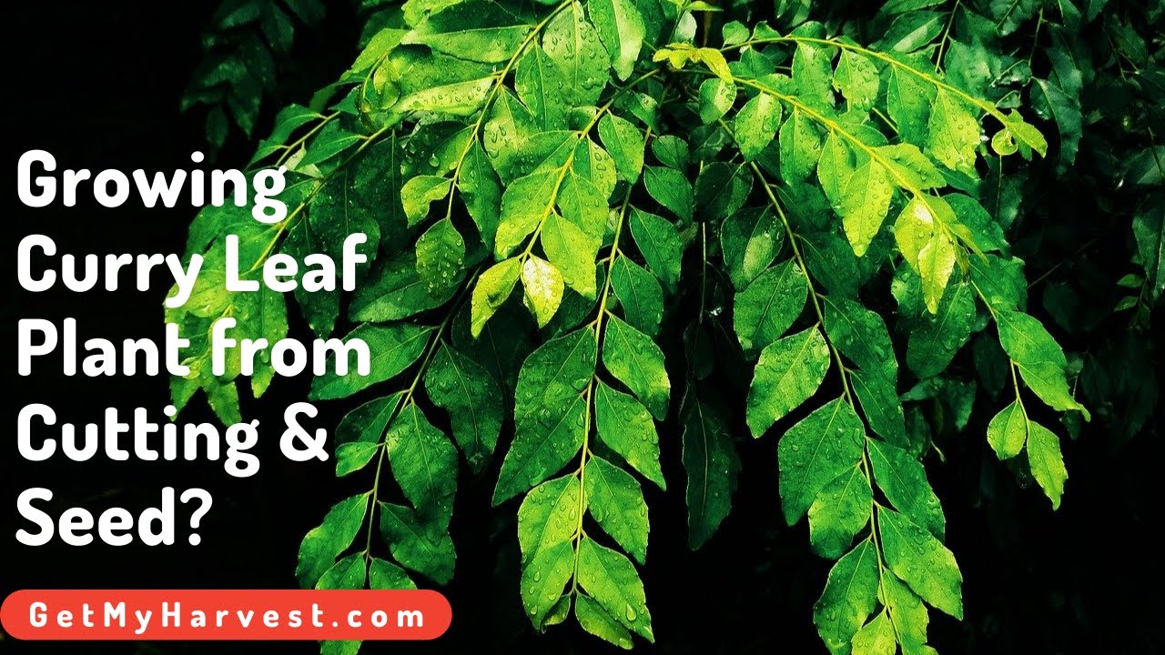 How to Grow Curry Leaf Plant from Cuttings? 💚 🌿🌿 💚 CurryLeaf CurryLeaves CurryPatta 
