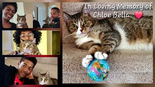 In Loving Memory of Chloe Bella. ❤️ - NaturalMe4C
