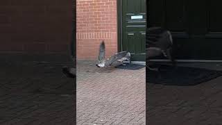 Baby Gull Attack Adult Gull To Protect Its Food bird