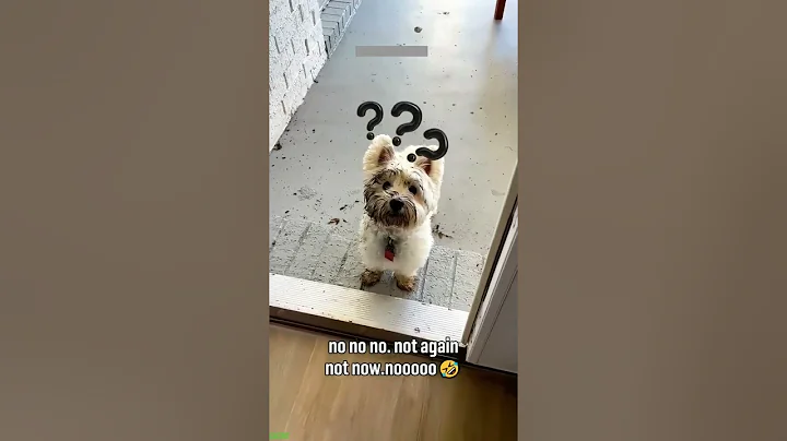 Video 11437541: long funny cat, cats catch, cat lovers