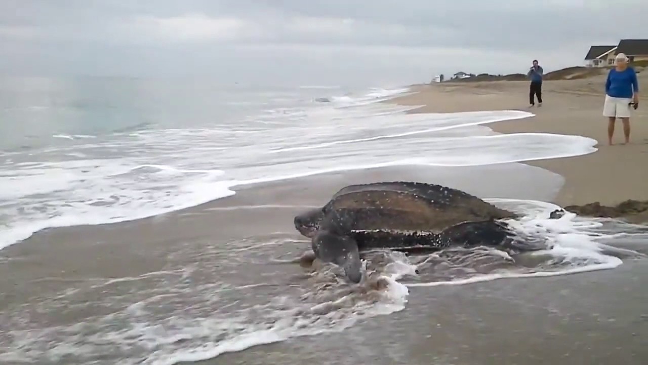 Worlds Biggest Turtle Found Must Watch Youtube