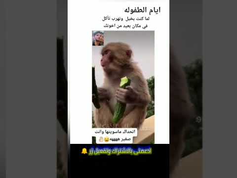 فريد من نوعه ايام الطفوله اتحداك تنكر اضحك من قلبك معا الشعب اليمني عمار ملك الأفكارجديد