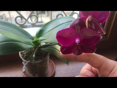 Video: Phalaenopsis Philadelphia. նկարագրություն, մշակում և խնամք տանը