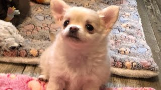 Watch breeder get attacked when she walks into a room full of 8 seven week old  crazy chihuahua pups