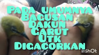 Tips for distinguishing the characteristics of the East Javanese dakun pleci vs the Garut dakun p...