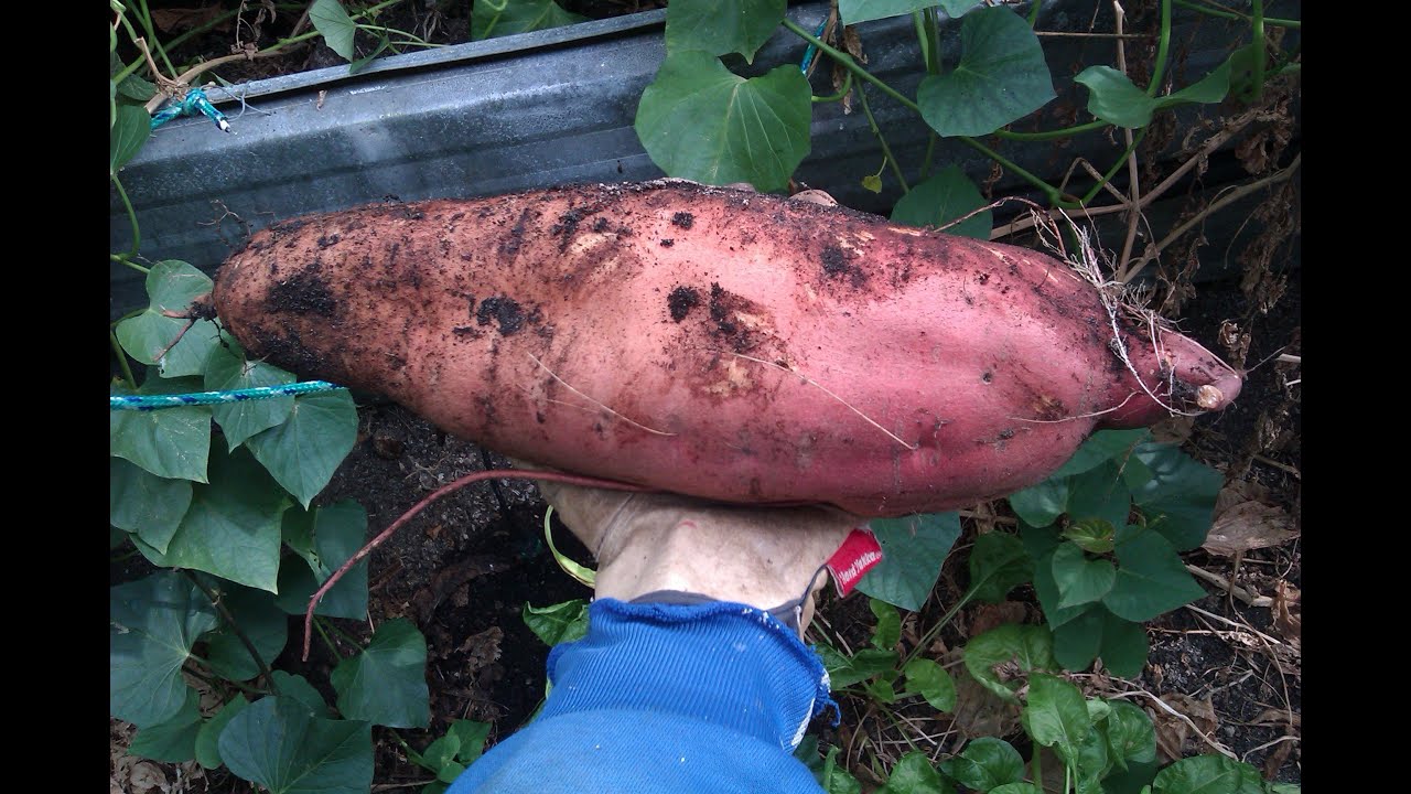 What are the best ways to grow sweet potatoes?