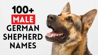 Top 100  Unique Male German Shepherd Names