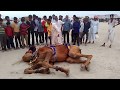 Camel funny videos india 2016 in gujrat