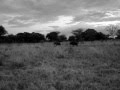 Herd of Elephants at Kirurumu Tarangire Lodge [HQ]