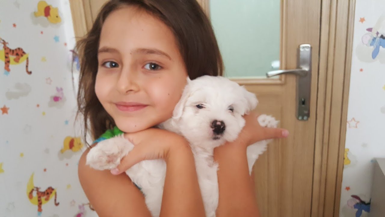 Kopek Aldim Maltese Terrier Youtube