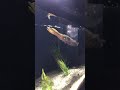 飼い主に反応して寄ってくるアオリイカさん。#Shorts